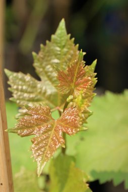 hurma, üzüm yaprakları