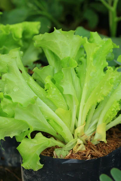 The lettuce in soil — Stock Photo, Image