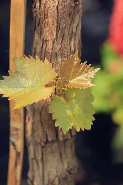 Foglie di uva in nuture — Foto Stock