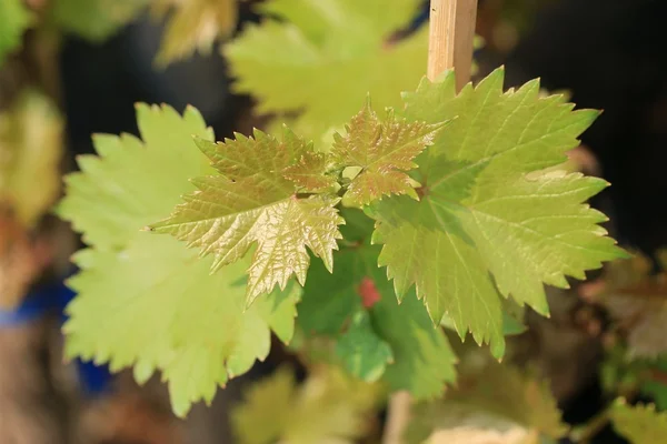 Foglie di uva in nuture — Foto Stock