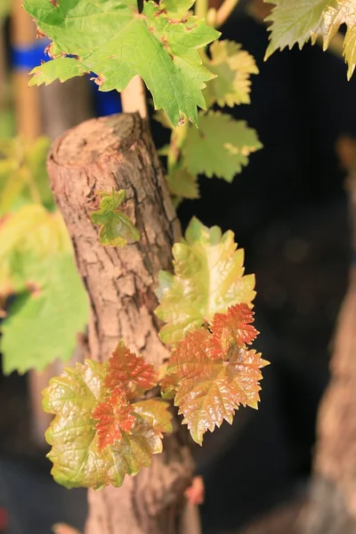 Grape leaves in nuture — Stock Photo, Image