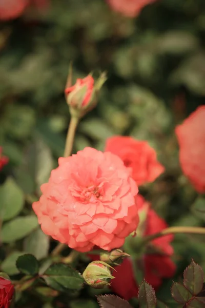 Hermosas rosas en la naturaleza — Foto de Stock