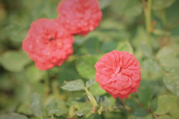 Piękne róże w przyrodzie — Zdjęcie stockowe