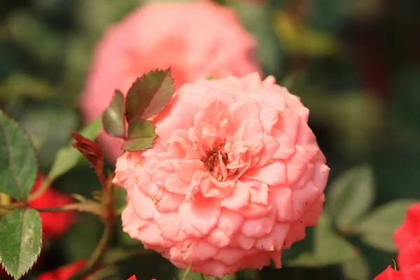 Hermosas rosas en la naturaleza —  Fotos de Stock