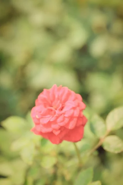 Schöne Rosen in der Natur — Stockfoto