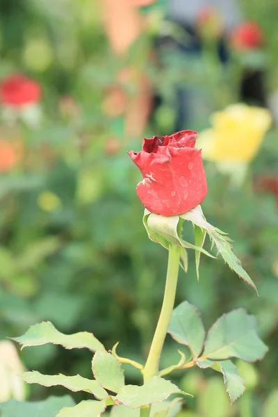 自然で美しいバラの花 — ストック写真