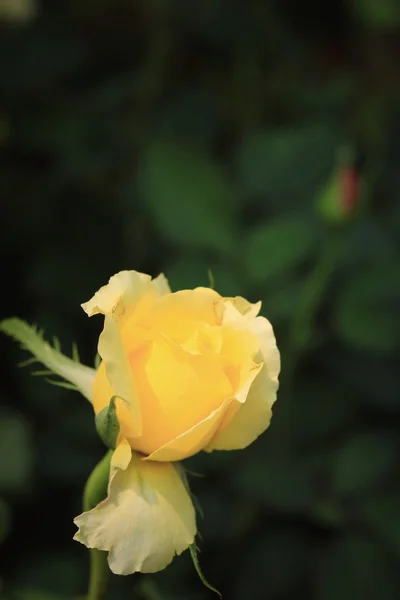 自然で美しいバラの花 — ストック写真