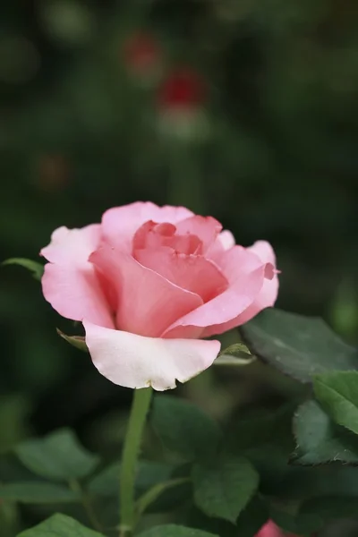 Piękne róże w przyrodzie — Zdjęcie stockowe