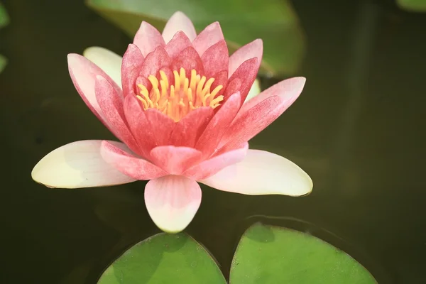 El loto de agua hermoso —  Fotos de Stock