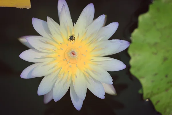 A víz lotus gyönyörű — Stock Fotó
