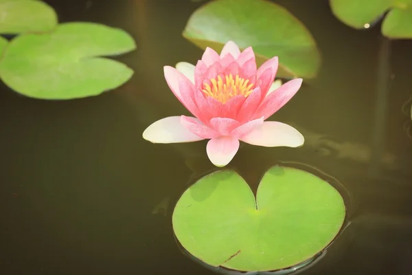 Güzel su lotus — Stok fotoğraf