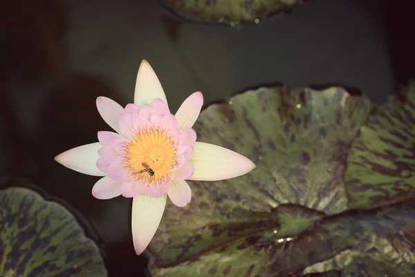 Het prachtige water-lotus — Stockfoto