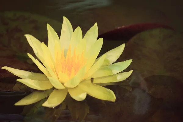 The water lotus beautiful — Stock Photo, Image