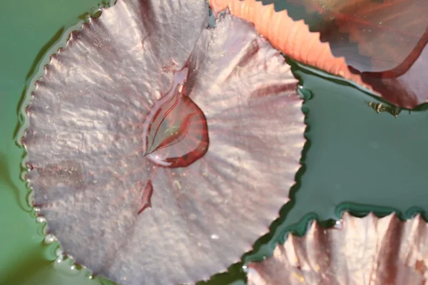 Feuille de lotus dans l'eau — Photo