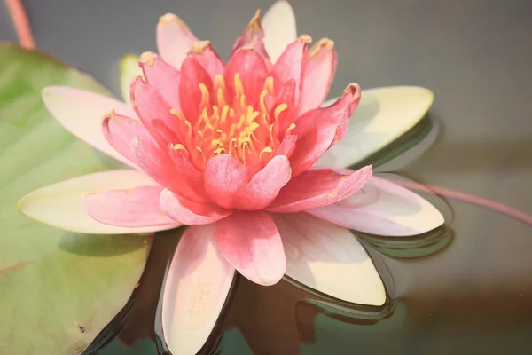 A víz lotus gyönyörű — Stock Fotó