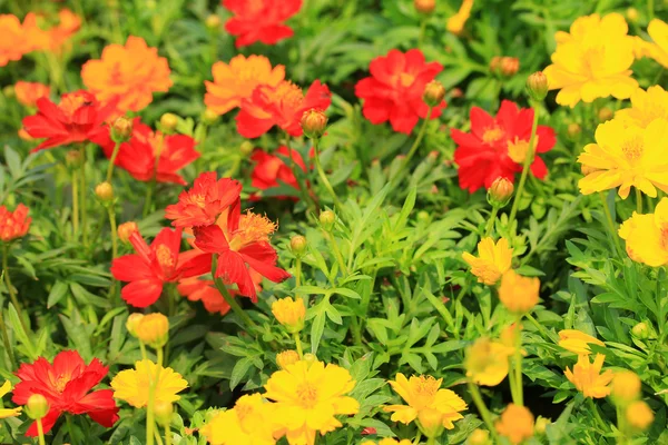 Fältet kosmos blomma vacker — Stockfoto