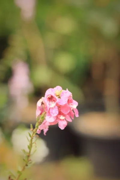 Vergeet me niet bloem — Stockfoto