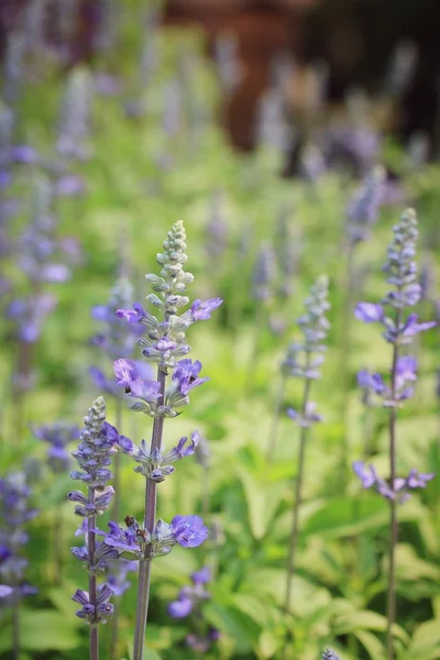 Květy fialové salvia pole — Stock fotografie