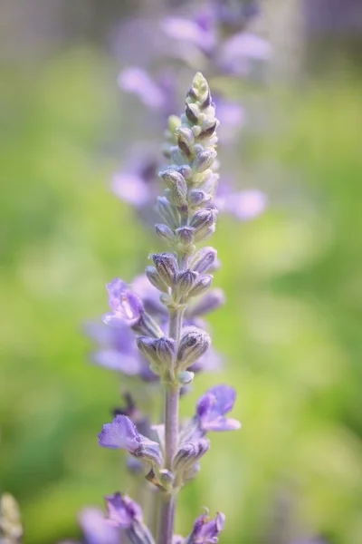 Květy fialové salvia pole — Stock fotografie