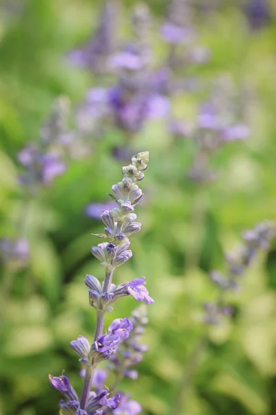 Fältet lila salvia blommor — Stockfoto