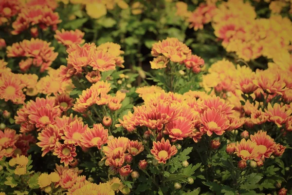 Gerbera blommor i naturen — Stockfoto