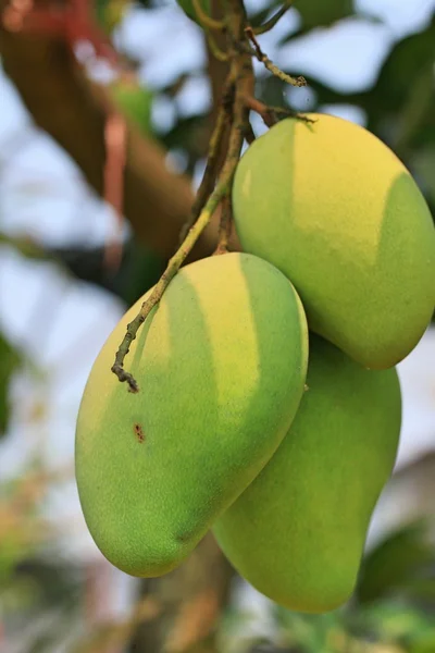 Mango fruits on the tree — Stock Photo, Image