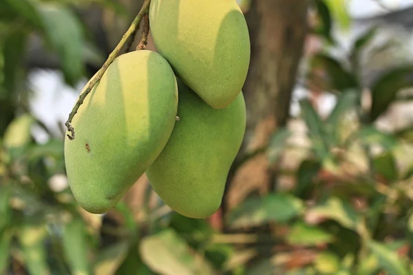 Mango fruits on the tree — Stock Photo, Image