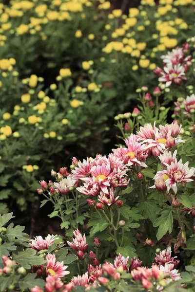 Gerbera kwiaty w przyrodzie — Zdjęcie stockowe