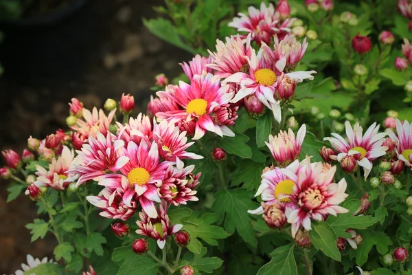 Gerbera blüht in der Natur — Stockfoto