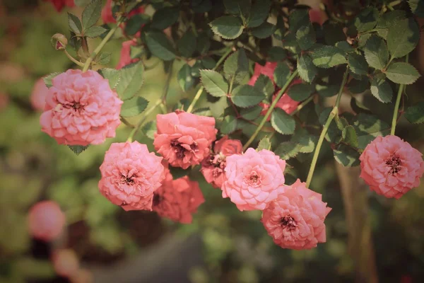 As flores de rosa belas — Fotografia de Stock