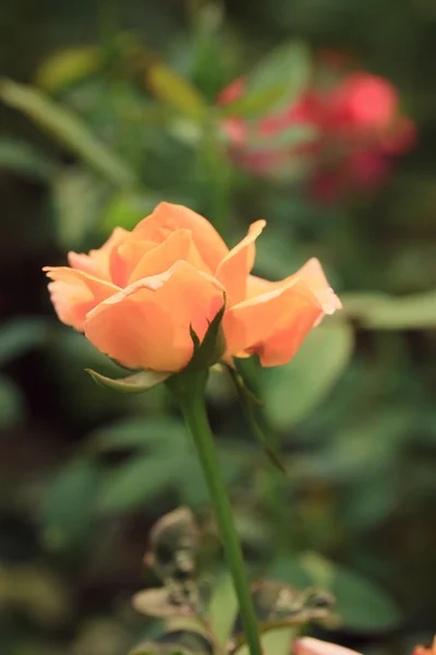 Piękne kwiaty róży — Zdjęcie stockowe