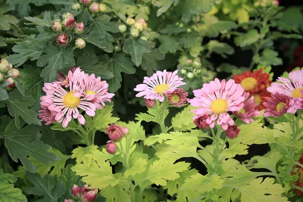 Gerbera blüht in der Natur — Stockfoto