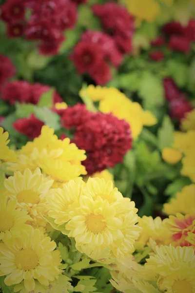 Doğada gerbera çiçekleri — Stok fotoğraf