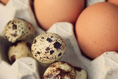 Bıldırcın yumurta ve yumurta sarısı