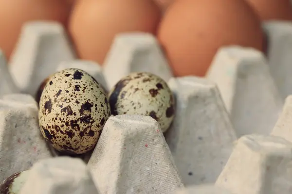 Huevos de codorniz y yema —  Fotos de Stock