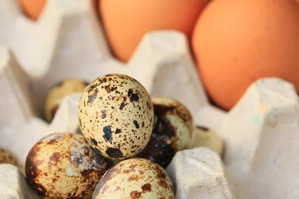 Ovos de codorniz e gema — Fotografia de Stock