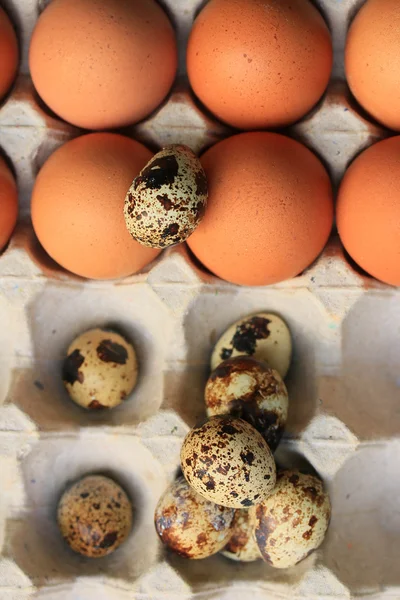 Huevos de codorniz y yema —  Fotos de Stock