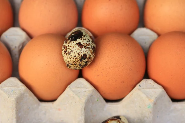 Huevos de codorniz y yema —  Fotos de Stock