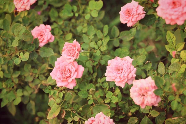 Beautiful rose in garden — Stock Photo, Image