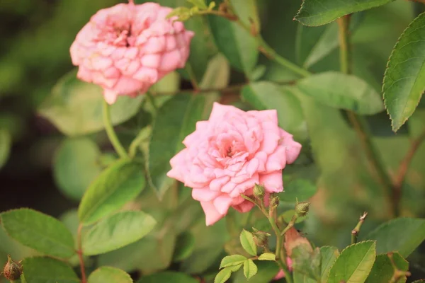 Kaunis ruusu puutarhassa — kuvapankkivalokuva