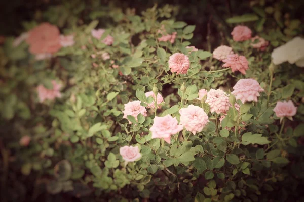 Vacker ros i trädgården — Stockfoto