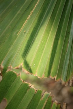 doğanın yeşil yaprak