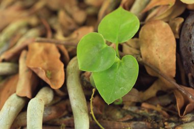 Küçük yeşil fidan