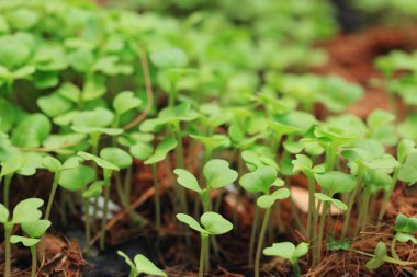 Alanları fidan lahana Yeşiller.