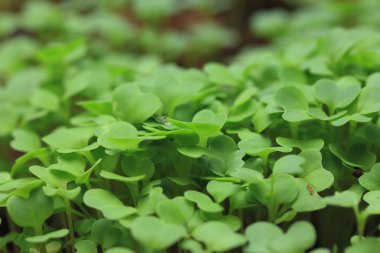 Alanları fidan lahana Yeşiller.