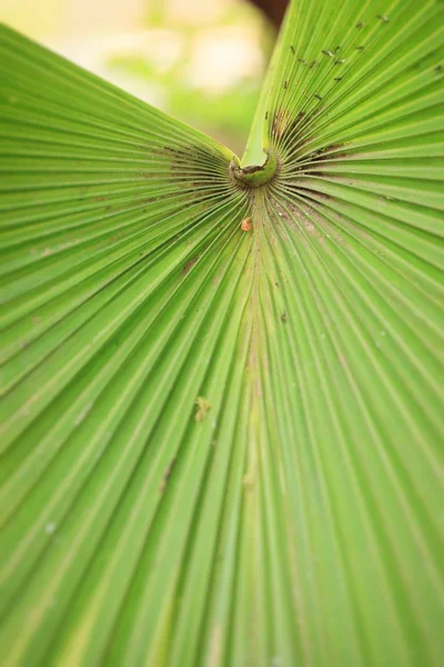 Folha verde na natureza — Fotografia de Stock