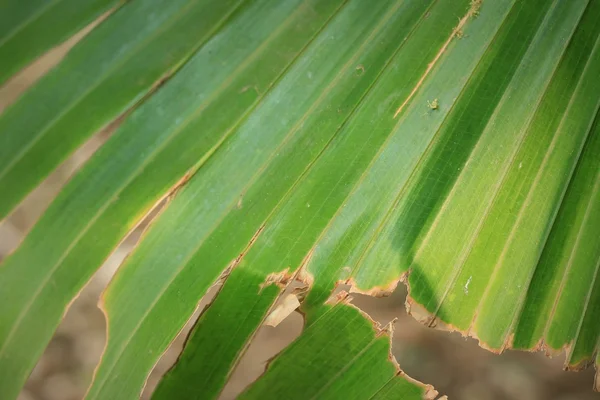 Groene blad in de natuur — Stockfoto