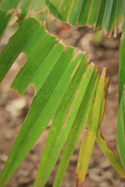 Groene blad in de natuur — Stockfoto