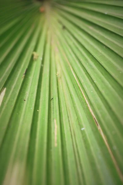 Foglia verde in natura — Foto Stock