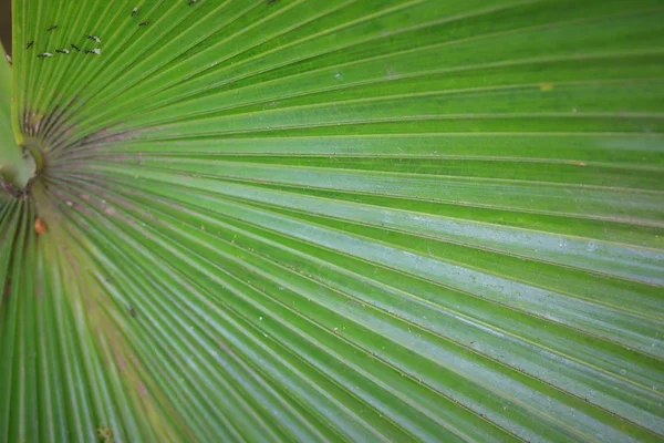 Folha verde na natureza — Fotografia de Stock